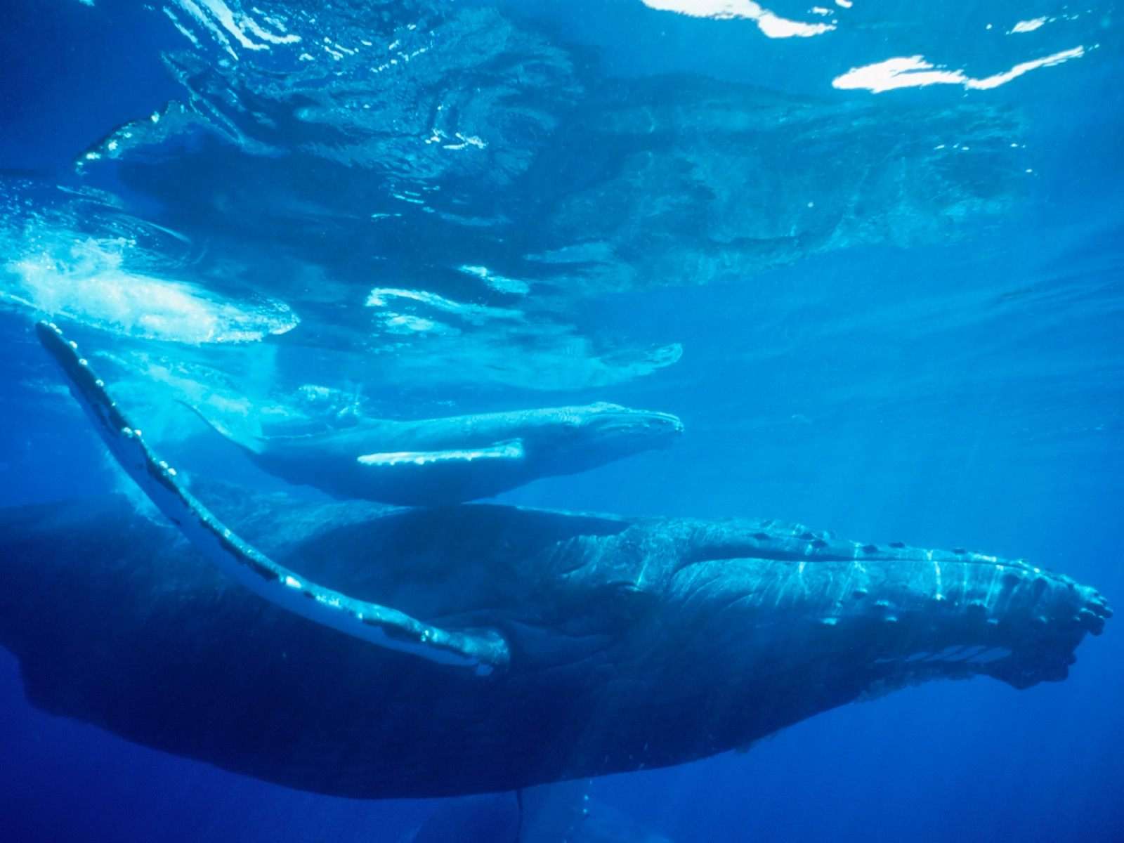 Горбатый кит плывущий под водой, фото фотография картинка обои
