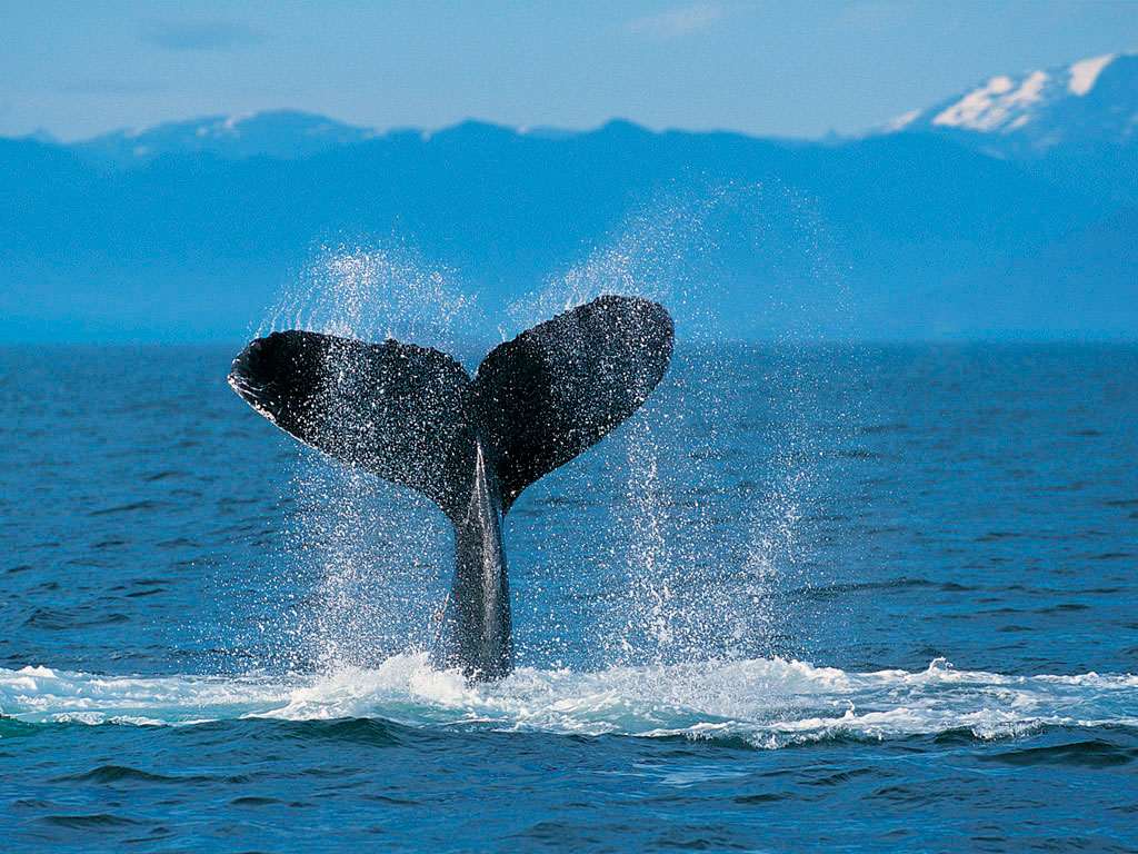 Горбатый кит. Хвост, фото фотография картинка обои