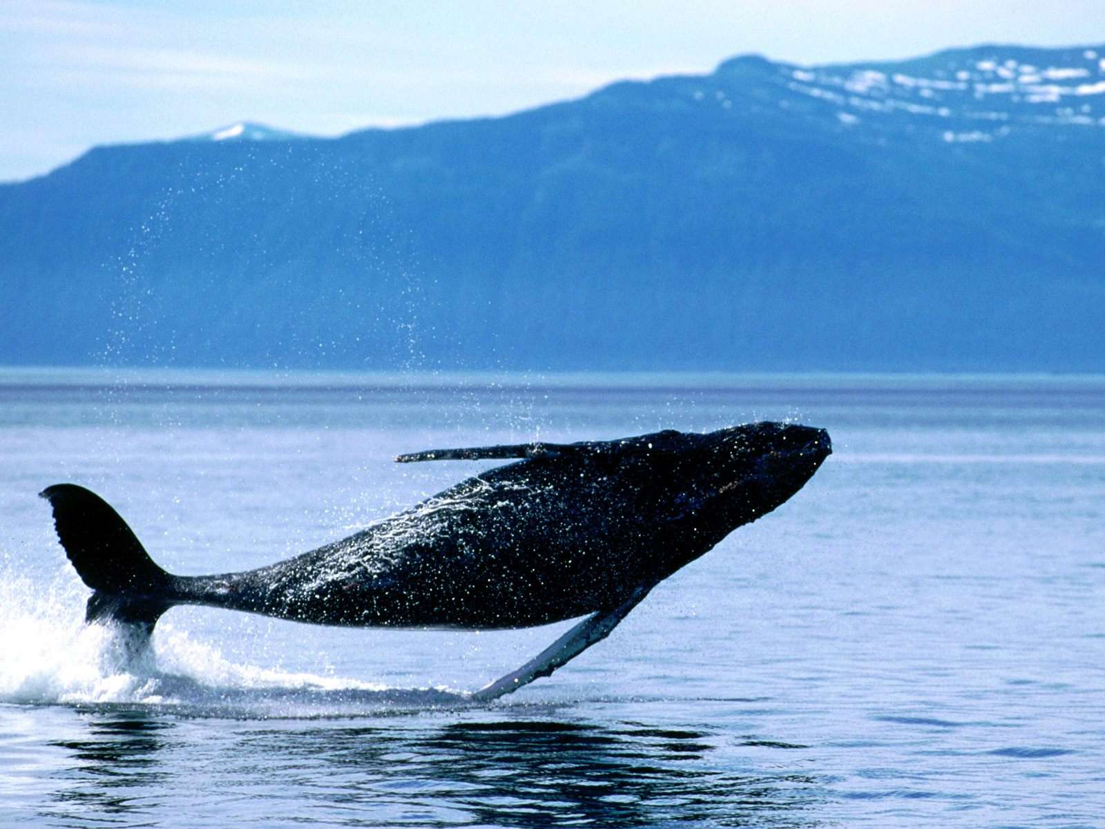 Резвящийся кит горбач, фото фотография картинка обои