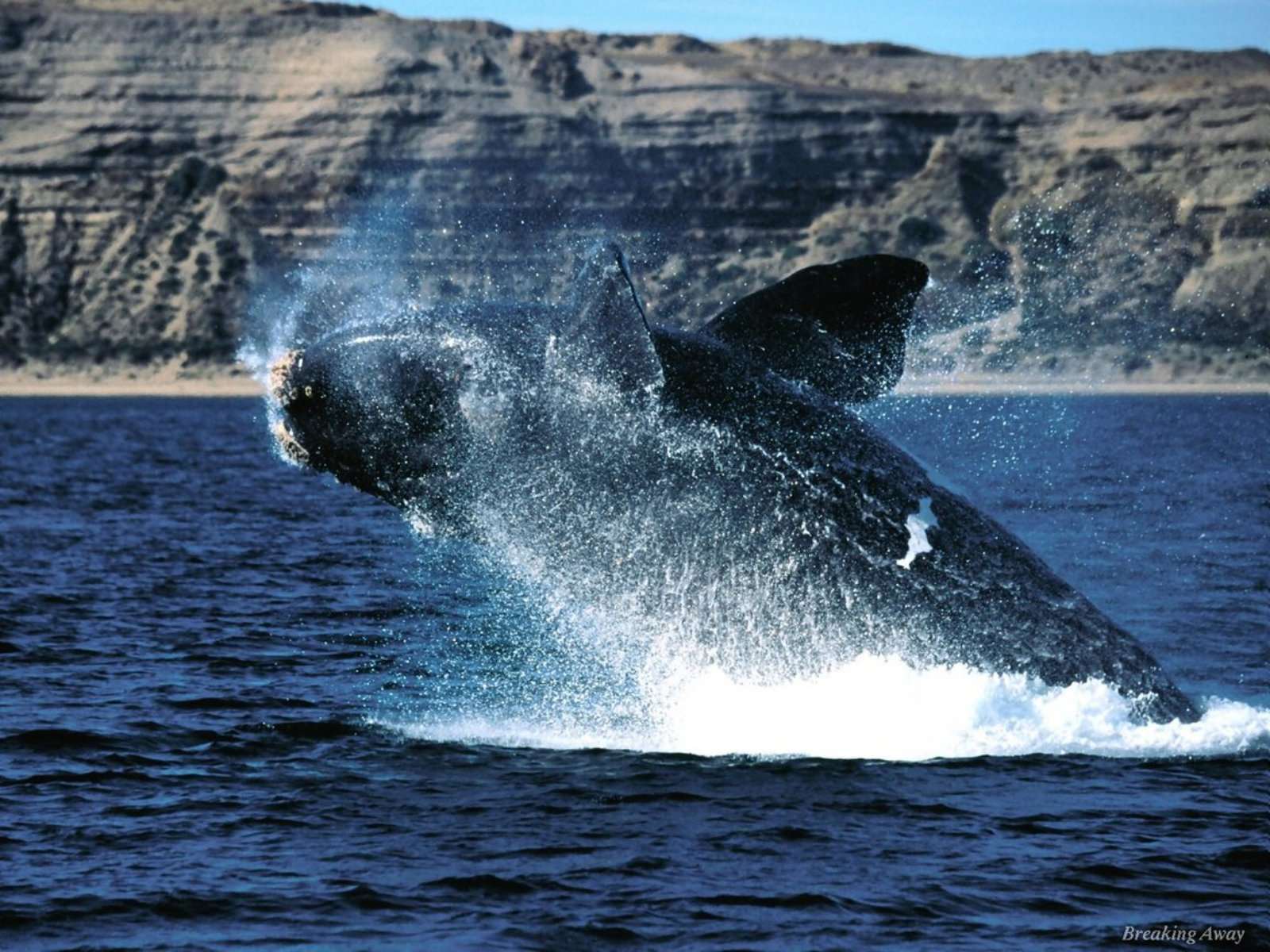 Гладкий кит (Eubalaena), фото фотография картинка обои