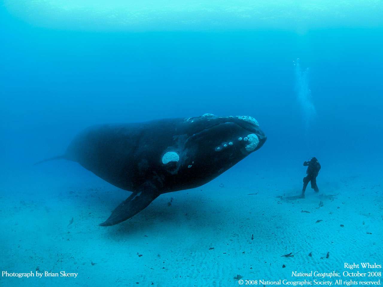 Гладкий кит, фото фотография картинка обои