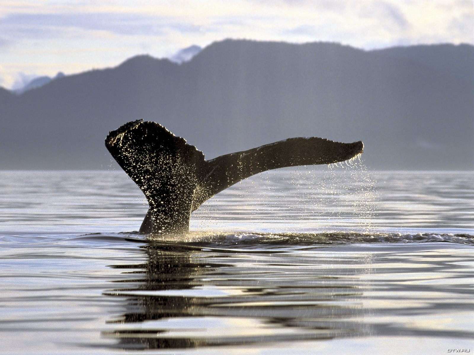 Хвост кита, фото фотография картинка обои