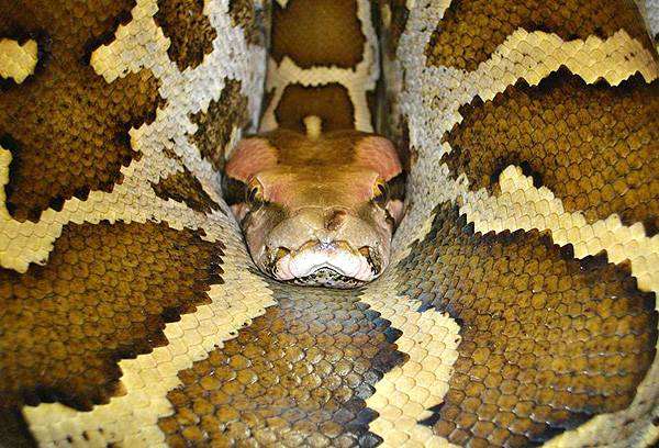 Тигровый цейлонский питон (Python molurus pimbura), фото змеи, фотография рептилии пресмыкающиеся