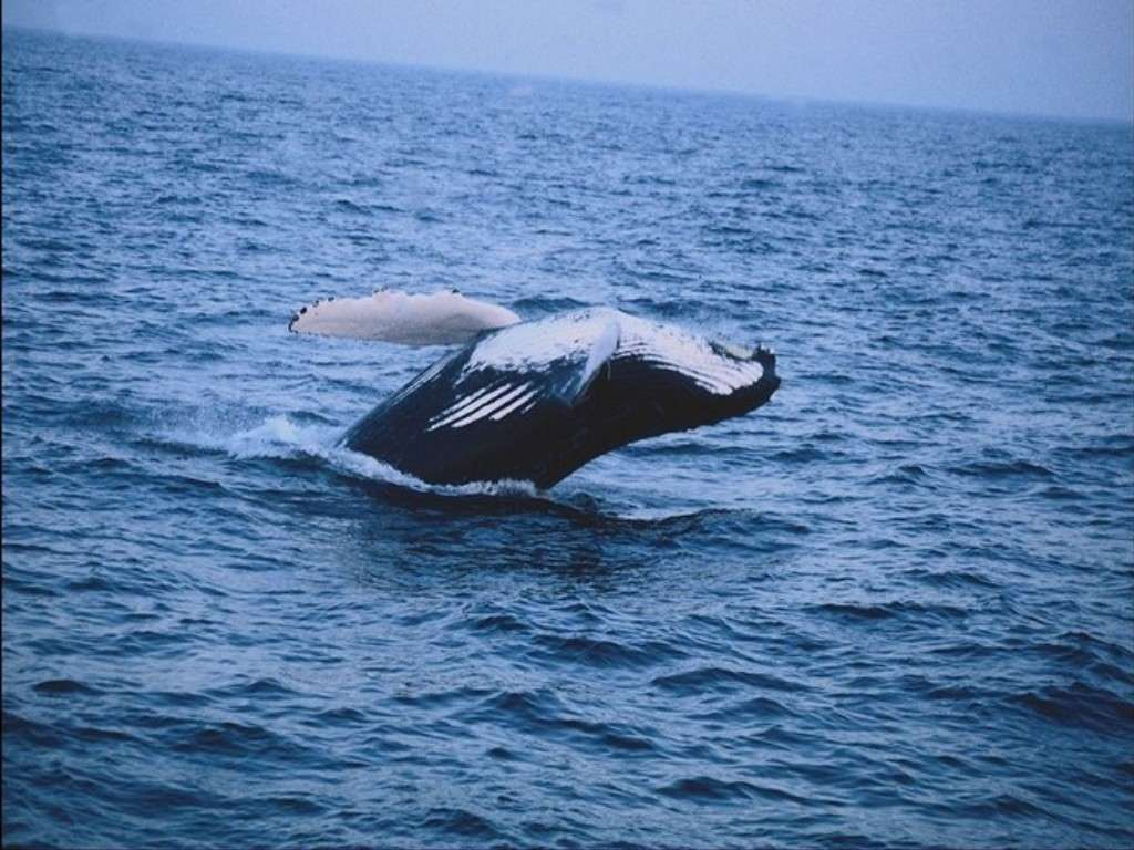 Жизнь китов, фото фотография картинка обои