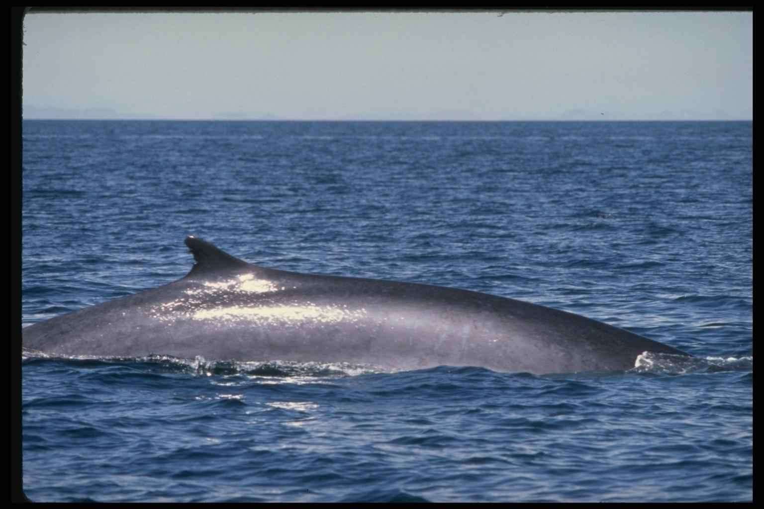 Вес китов, фото фотография картинка обои