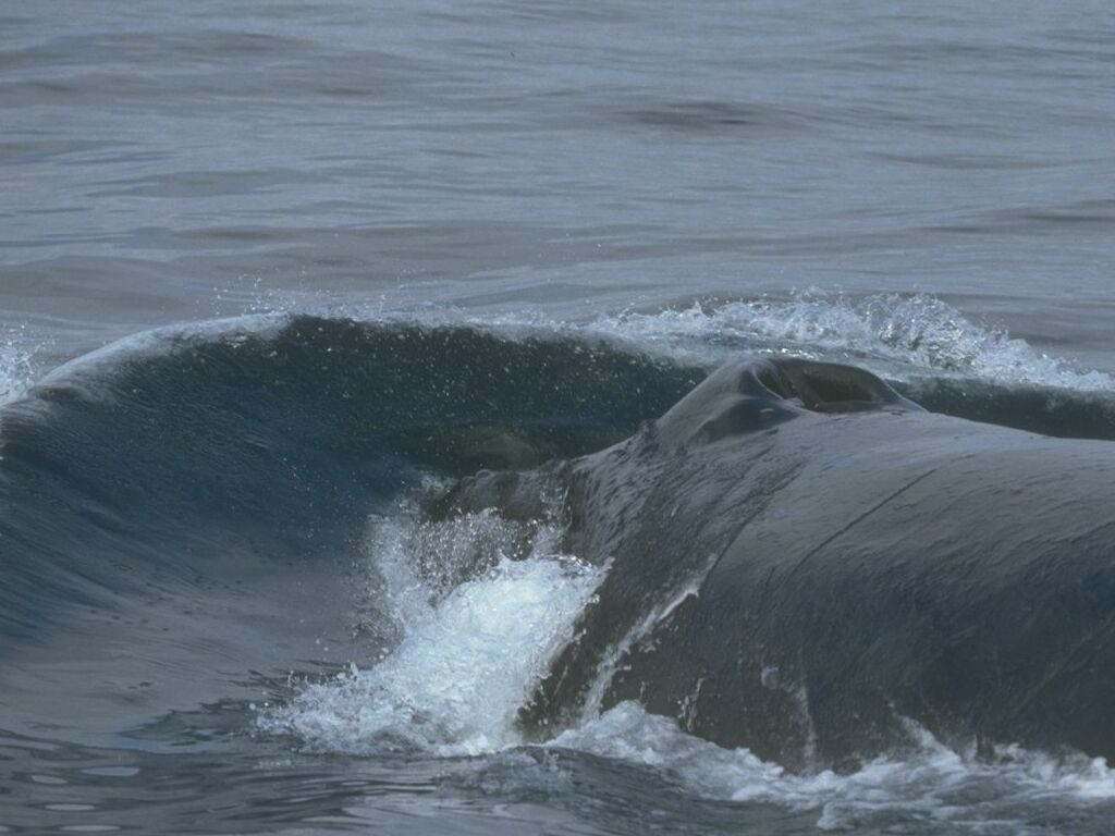 Китовое дыхало, фото фотография картинка обои