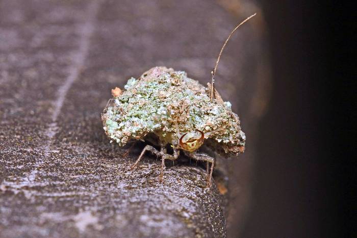 Замаскировавшаяся личинка златоглазки, фото насекомые фотография