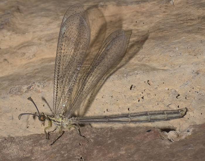 Brachynemurus abdominalis, фото насекомые фотография