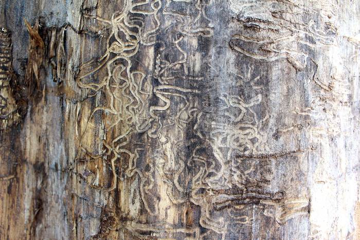 Дерево с ходами термитов, фото насекомые фотография