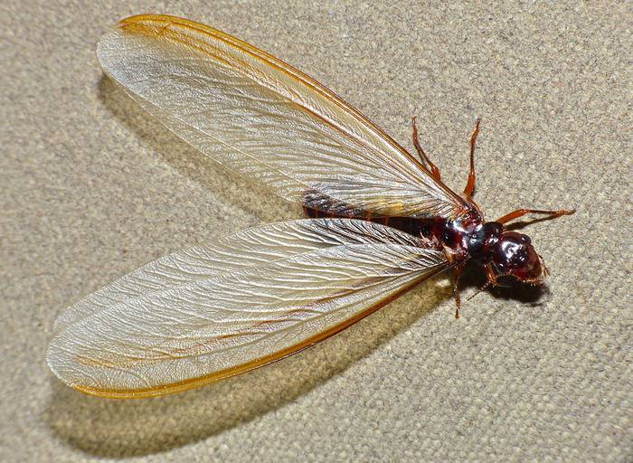 Крылатый термит (Macrotermes mossambicus), фото насекомые фотография