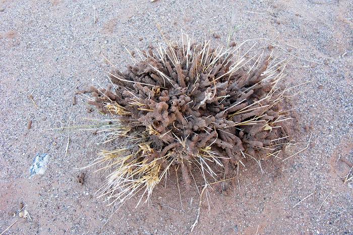 Песчаные термиты (Psammotermes sp.), фото насекомые фотография
