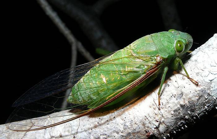 Нефритовая цикада (Dundubia vaginata), фото фотография насекомые