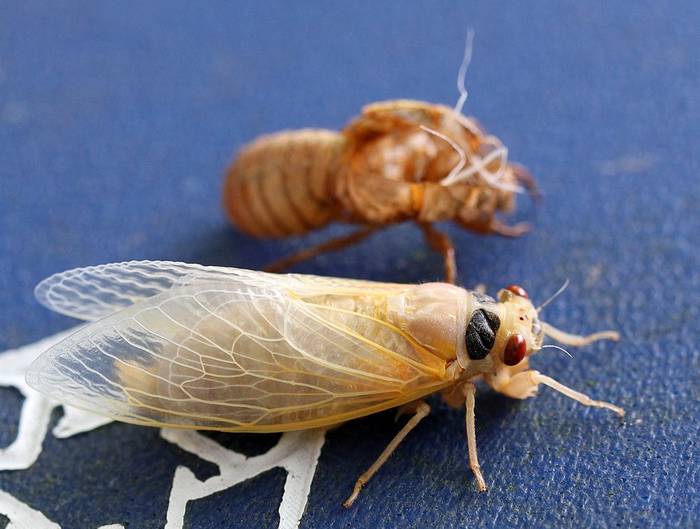 Периодическая цикада (Magicicada sp.), фото фотография насекомые