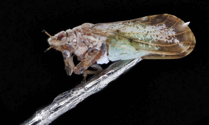 Мексиканская листоблошка (Diaphorina citri), фото фотография насекомые