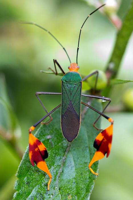 Листоногий клоп (Anisoscelis foliaceus), фото фотография насекомые
