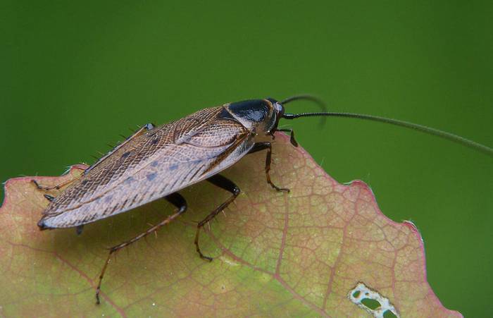 Таракан лапландский (Ectobius lapponicus), фото фотография насекомые