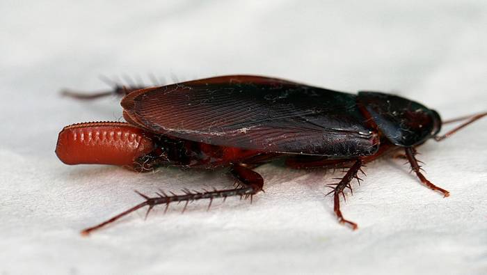 Дымчатый таракан (Periplaneta fuliginosa), фото фотография насекомые