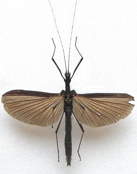 Pseudophasma acanthonotum, фото фотография насекомые