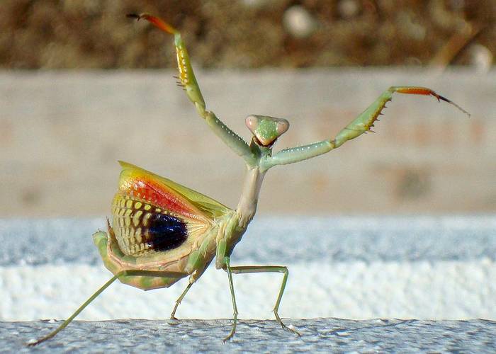 Богомол-молельщик (Iris oratoria), фото фотография насекомые