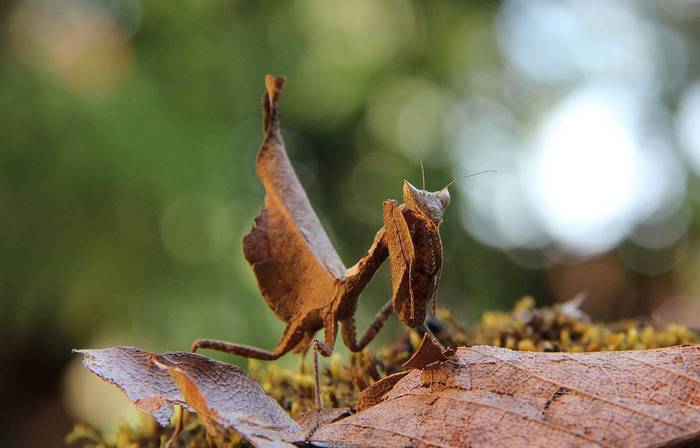 Южноамериканский богомол (Acanthops falcata), фото фотография насекомые