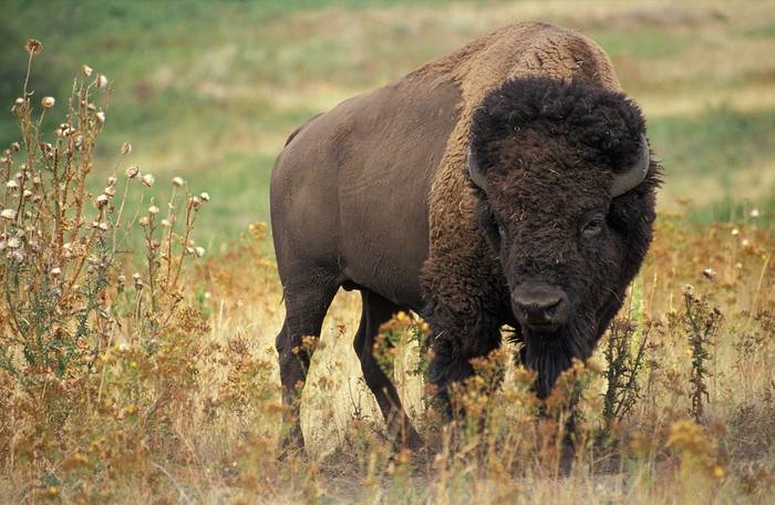   (Bison bison),  
