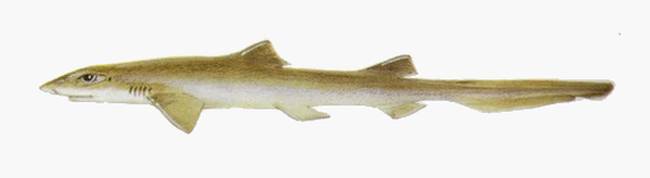 Кубинская ленточная акула (Eridacnis barbouri), рисунок картинка рыбы