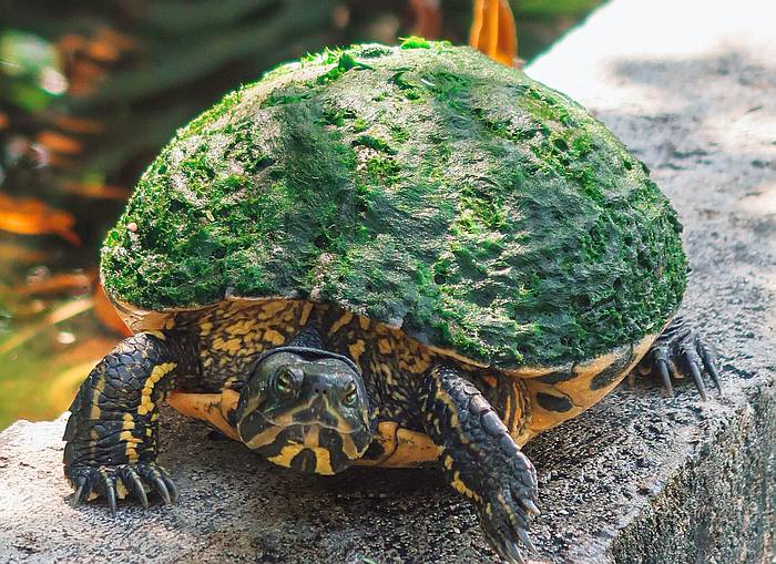 Красноухая черепаха (Trachemys scripta) с сильно заросшим зелеными водорослями панцирем, фото фотография рептилии