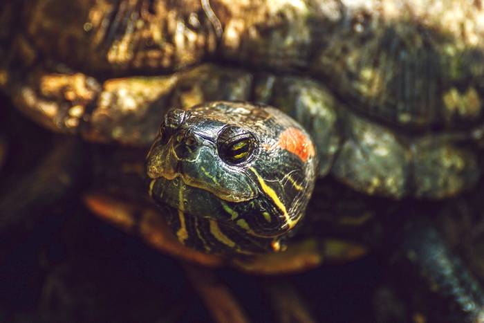 Красноухая черепаха (Trachemys scripta) голова, фото фотография рептилии