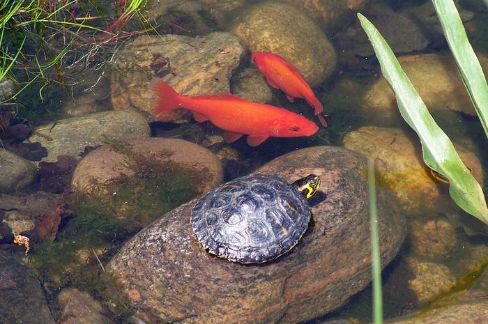 Красноухая черепаха с карпами кои в пруду, фото фотография рептилии