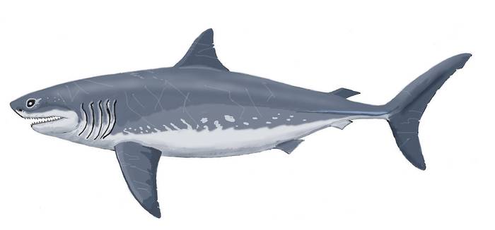 Кретоксирина (Cretoxyrhina mantelli), картинка рисунок реконструкция вымершие акулы