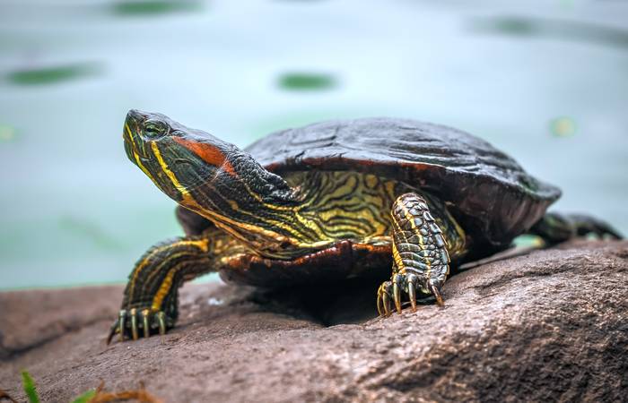 Красноухая черепаха (Trachemys scripta), фото фотография рептилии