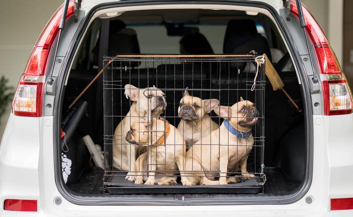 Французские бульдоги в клетке в автомобиле, безопасная перевозка собак, фото фотография