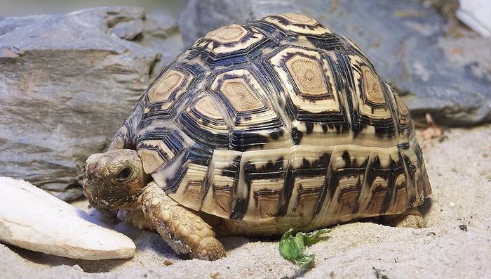Леопардовая черепаха, или пантеровая черепаха (Geochelone pardalis), фото фотография рептилии