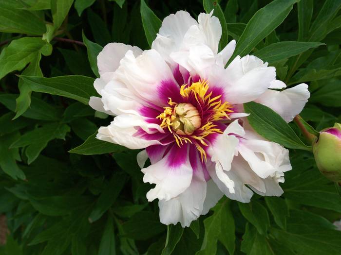 Ито-гибрид (Itoh hybrid) - гибрид пиона и розы, фото фотография цветы