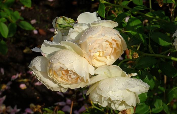 Английская роза (English rose) - гибрид пиона и розы, фото фотография цветы