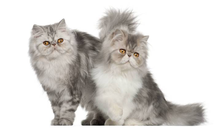 Персидские кошки, фото фотография кошки