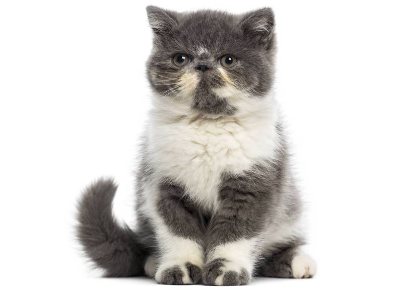 Экзотическая короткошерстная кошка, фото фотография кошки