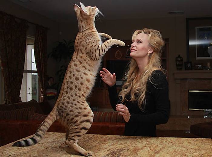 Самая высокая домашняя кошка в мире Скарлетт, фото фотография кошки