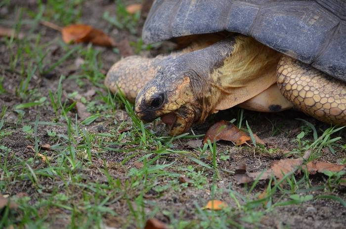 Черепаха ест зеленая трава, фото фотография рептилии