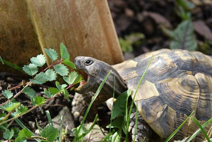 Среднеазиатская черепаха ест траву, фото фотография рептилии