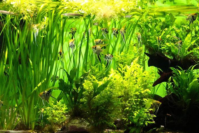 Пресноводный аквариум со скаляриями, фото фотография рыбы