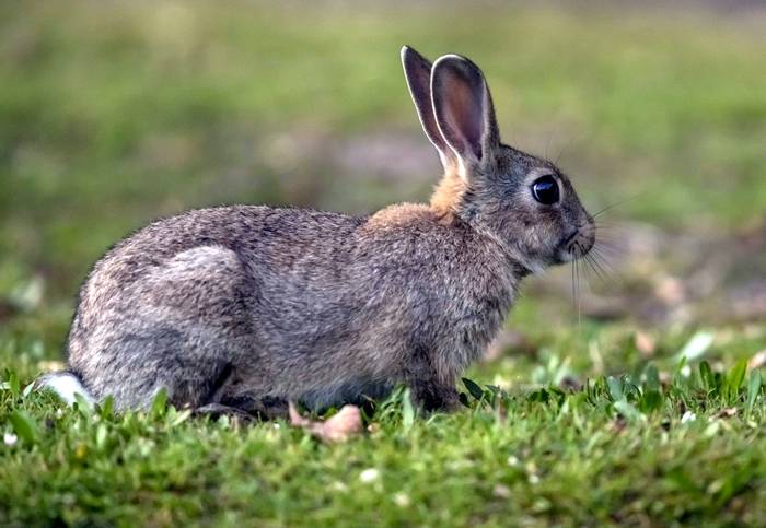 Европейский кролик (Oryctolagus cuniculus), фото фотография