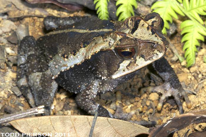 Кучуматанская золотая жаба (Incilius aurarius), взрослый самец, фото фотография амфибии