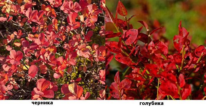 Листья черники и голубики осенью, фото фотография растения