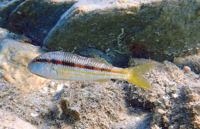 Обыкновенная султанка, барабулька (Mullus barbatus),  фото фотография рыбы