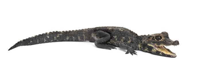 Тупорылый крокодил (Osteolaemus tetraspis), фото фотография рептилии