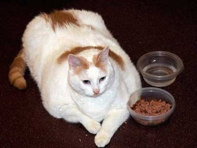 Толстый кот Принц Чанк, фото фотография кошки