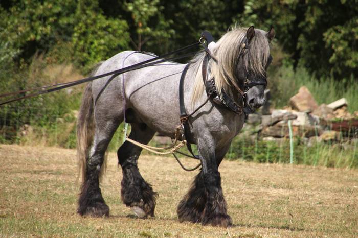 Пуату, фото фотография лошади