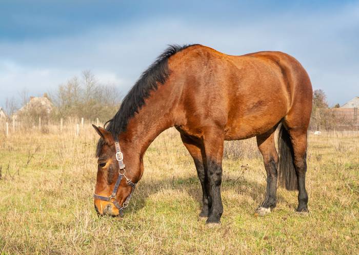 Жемайтская лошадь, или жемайтукас, фото фотография лошади