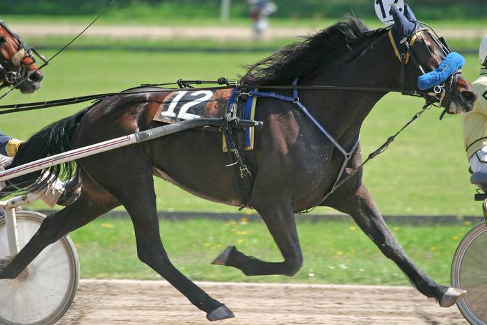 Американская стандартбредная лошадь, фото фотография